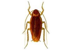 American Cockroach - Dorset Pest Control