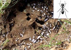 Ant Nest Removal Dorset - Dorset Pest Control