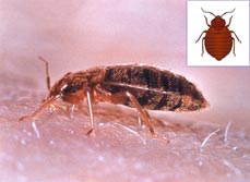 Bed Bugs - Dorset Pest Control