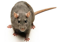 Rat Removal, Control & Proofing - Dorset Pest Control