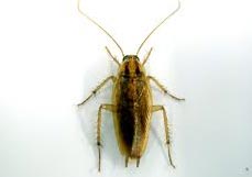 German Cockroach - Dorset Pest Control