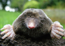 Mole Removal, Control & Proofing - Dorset Pest Control