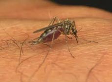 Mosquitos - Dorset Pest Control