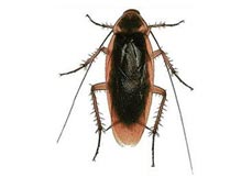 Oriental Cockroach - Dorset Pest Control