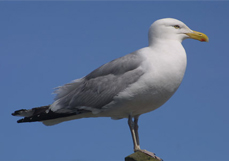 Seagull Removal & Control - Dorset Pest Control